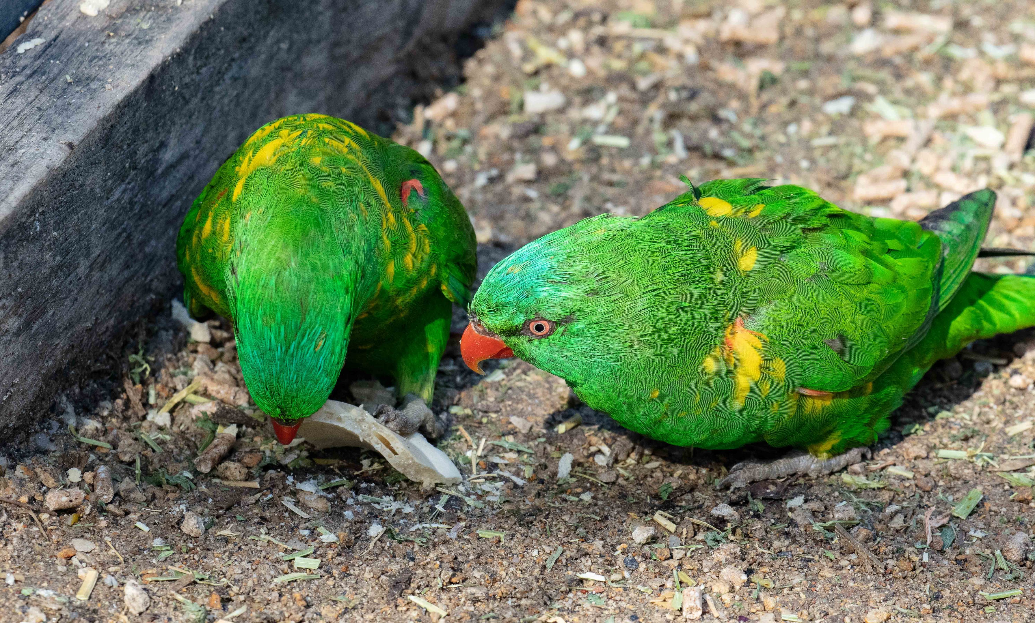 Scaly-breasted Lorikeet