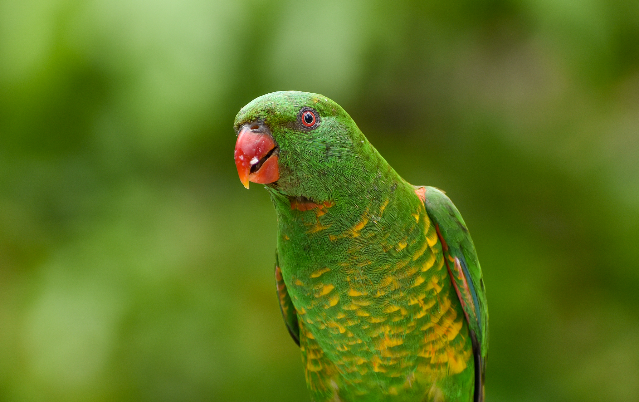 Scaly-breasted Lorikeet