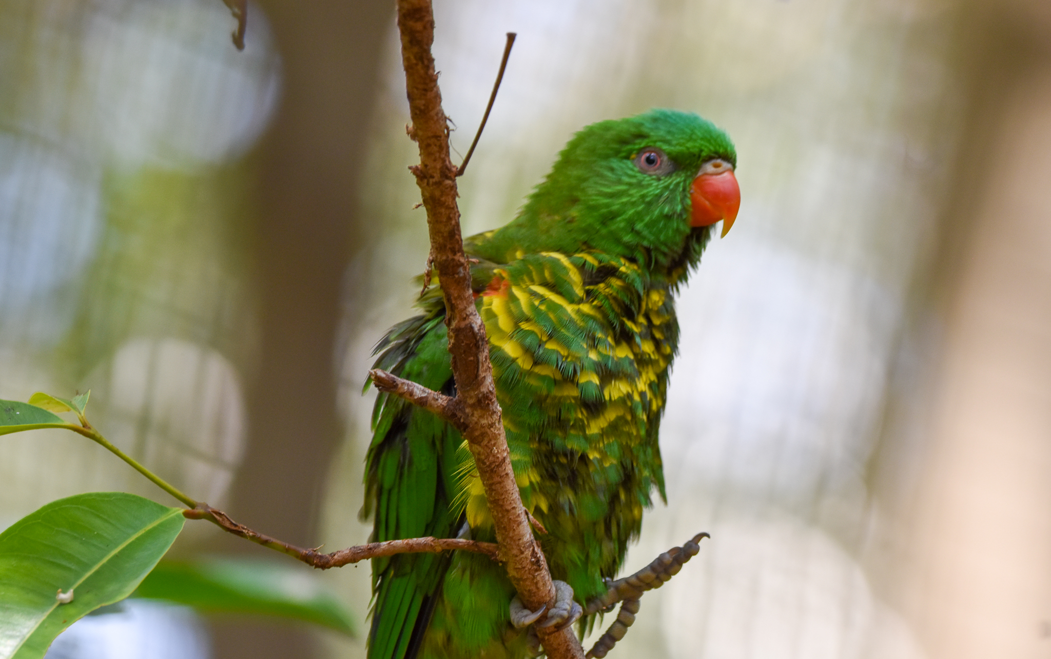 Scaly-breasted Lorikeet