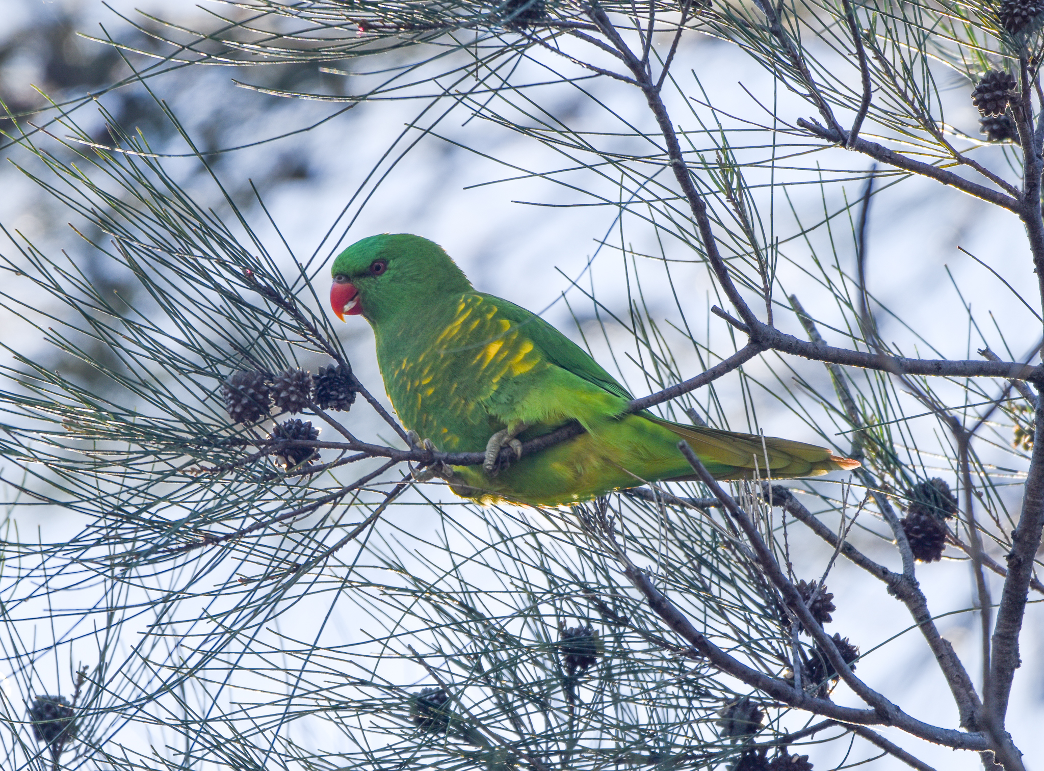 Scaly-breasted Lorikeet