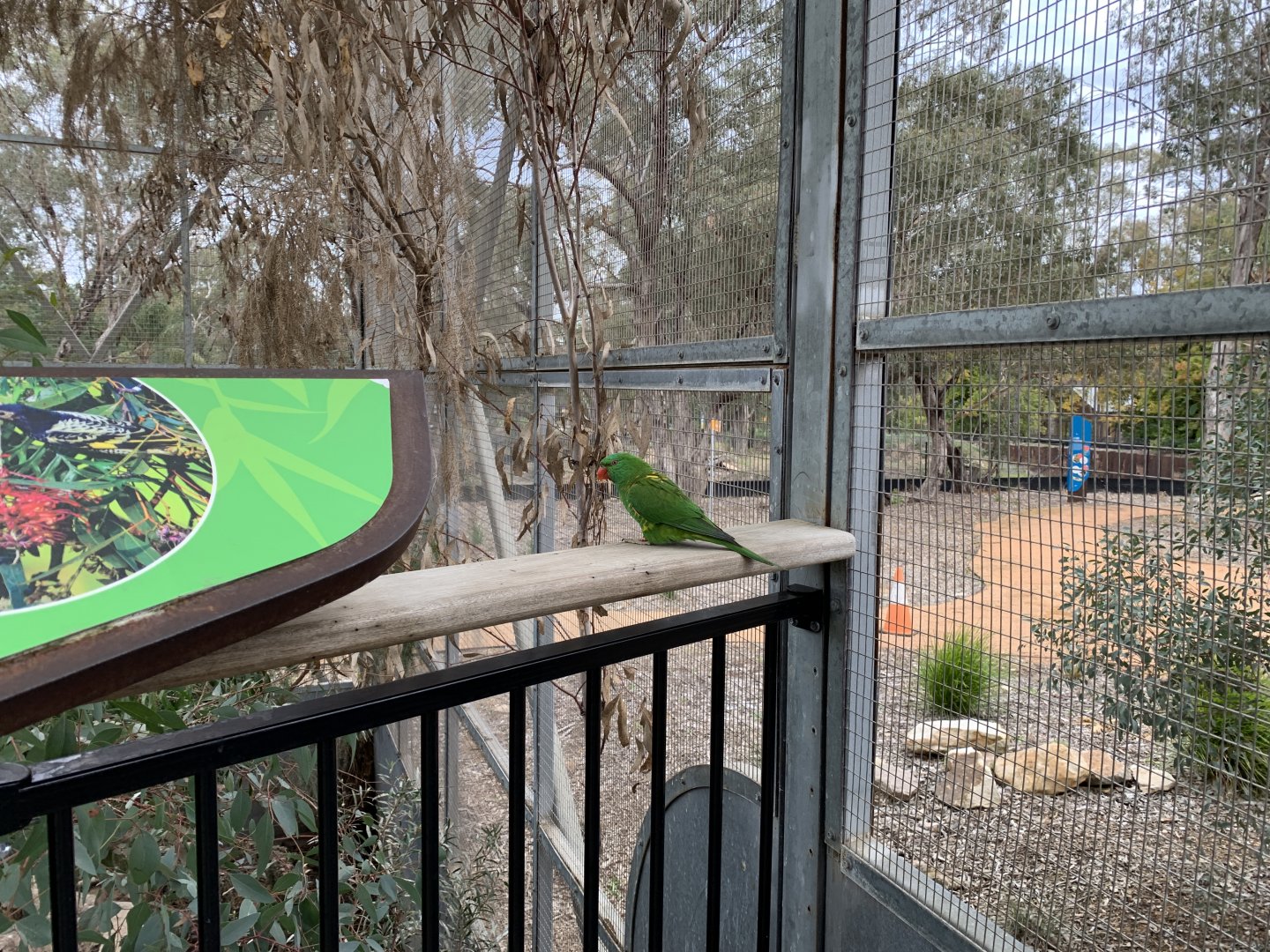 Scaly-breasted Lorikeet