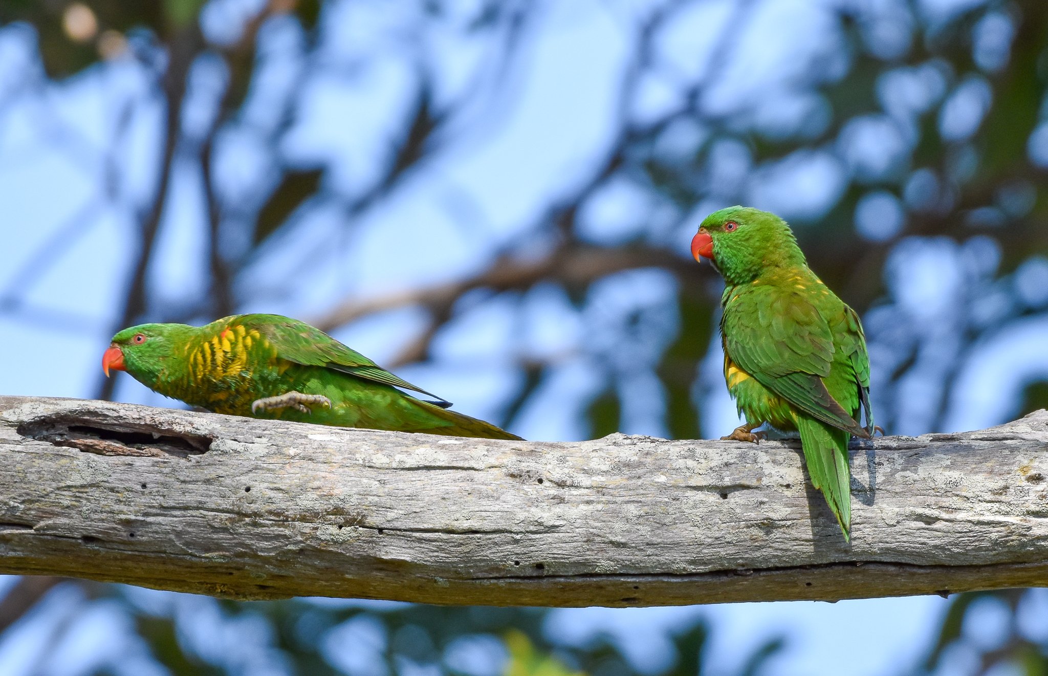 Scaly-breasted Lorikeets
