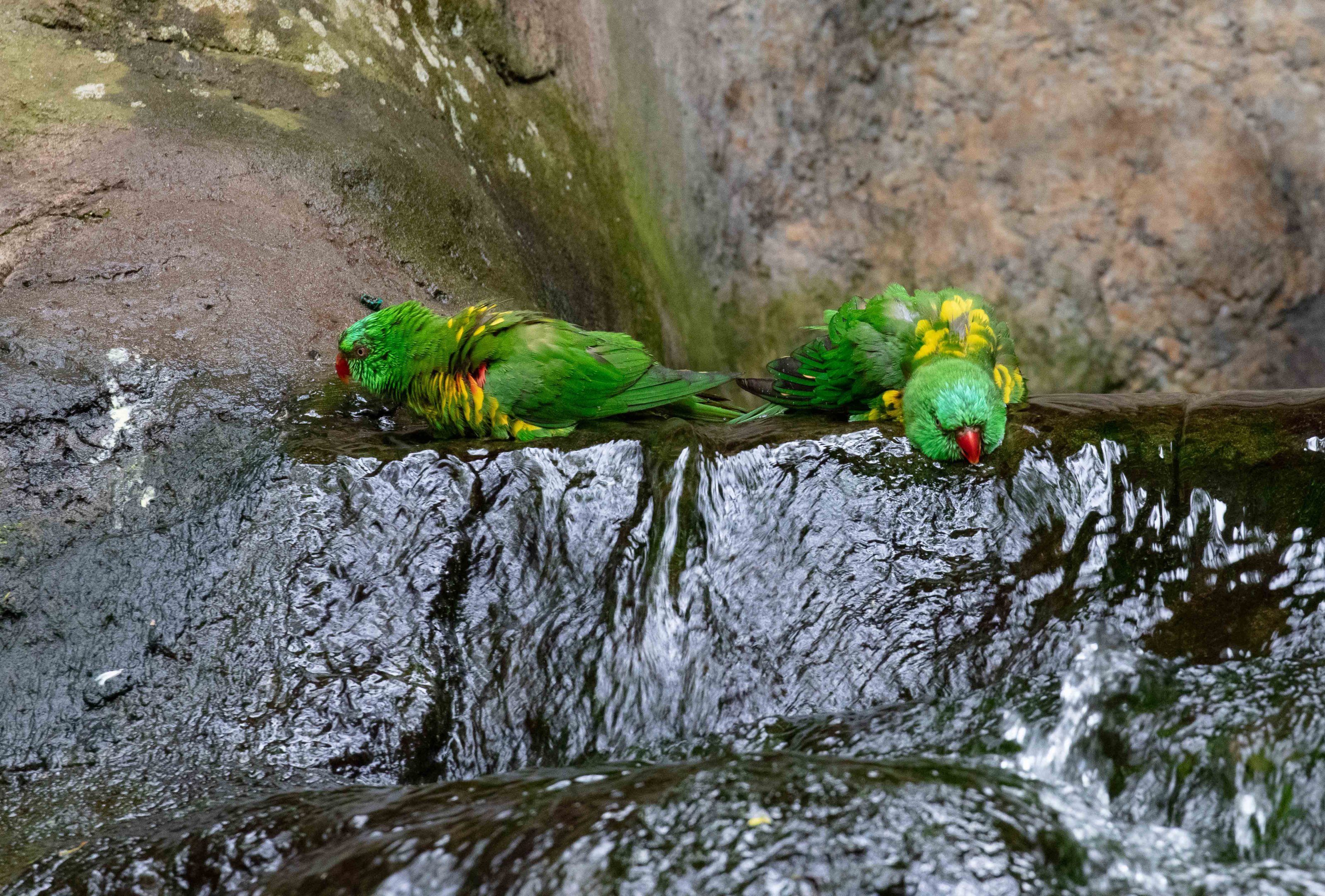 Scaly-breasted Lorikeets