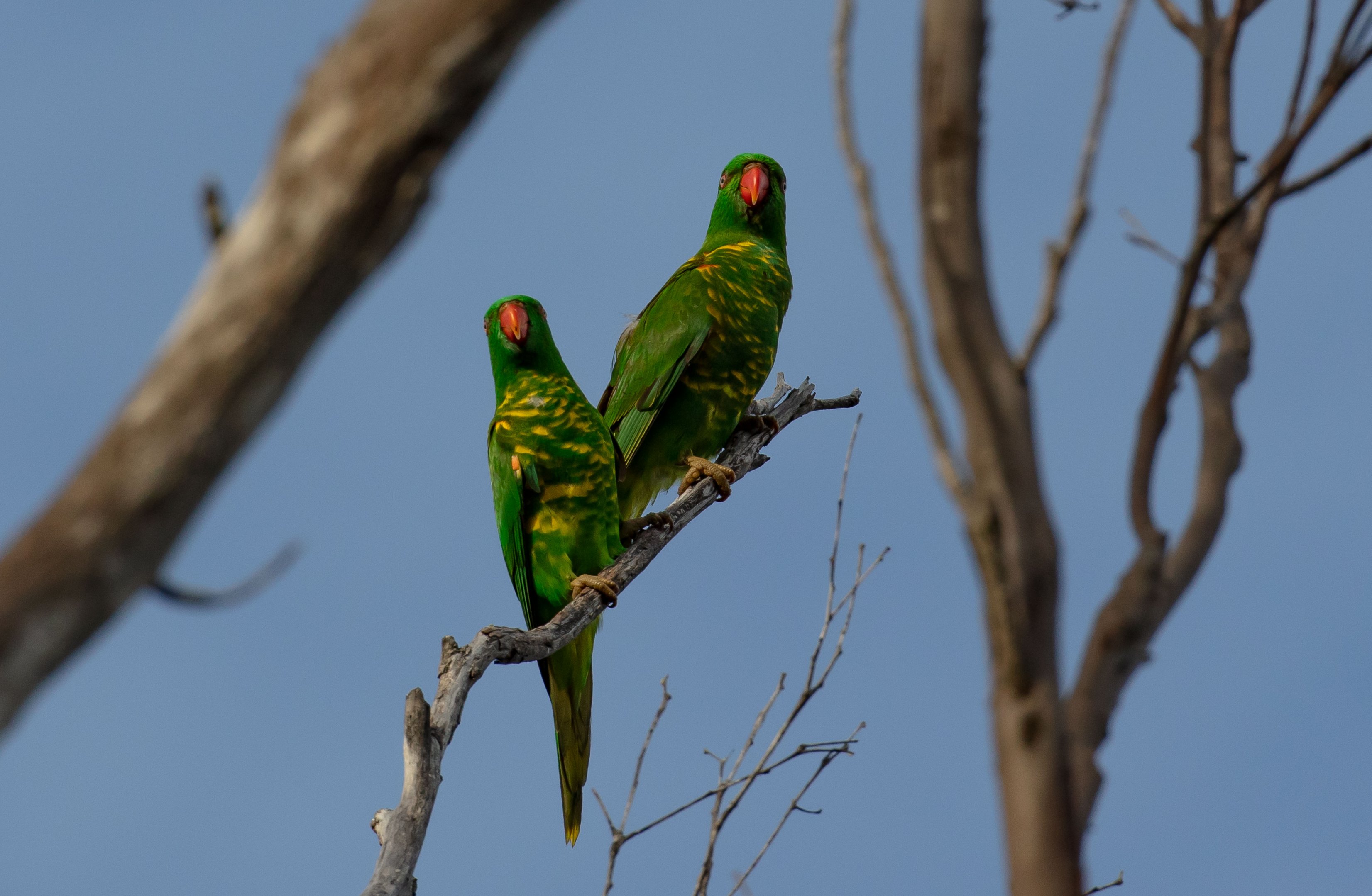 Scaly-breasted Lorikeets