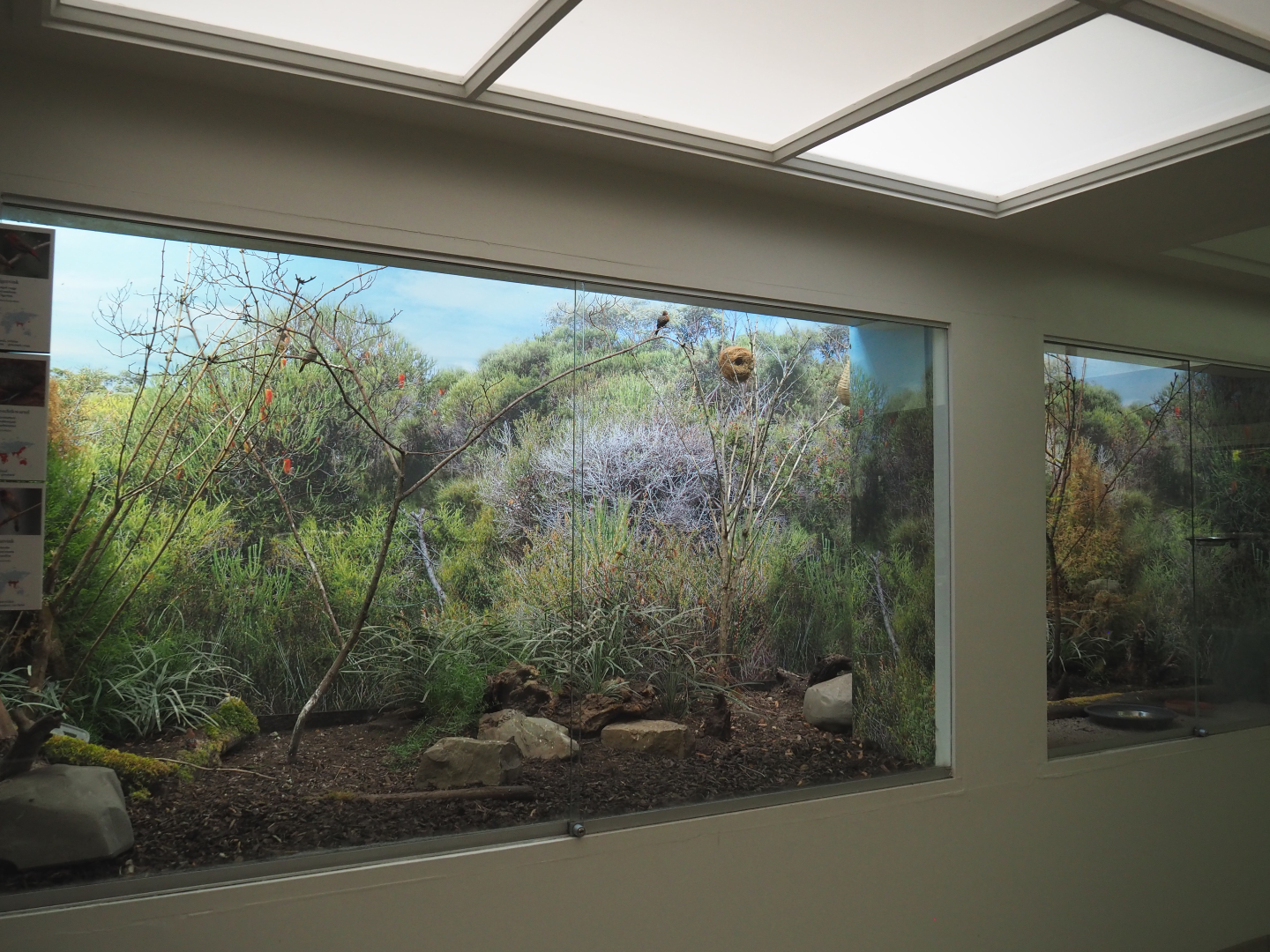Scaly-breasted munia and Red avadavat aviary, 2020-09-20