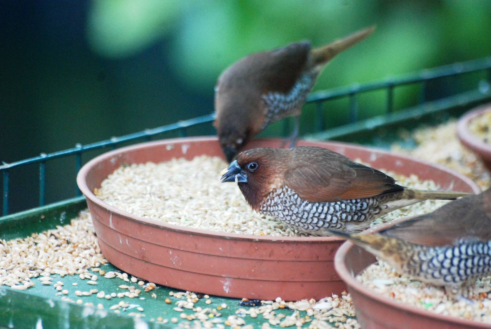 Scaly-breasted Munia at Santillana del Mar, 13/06/15
