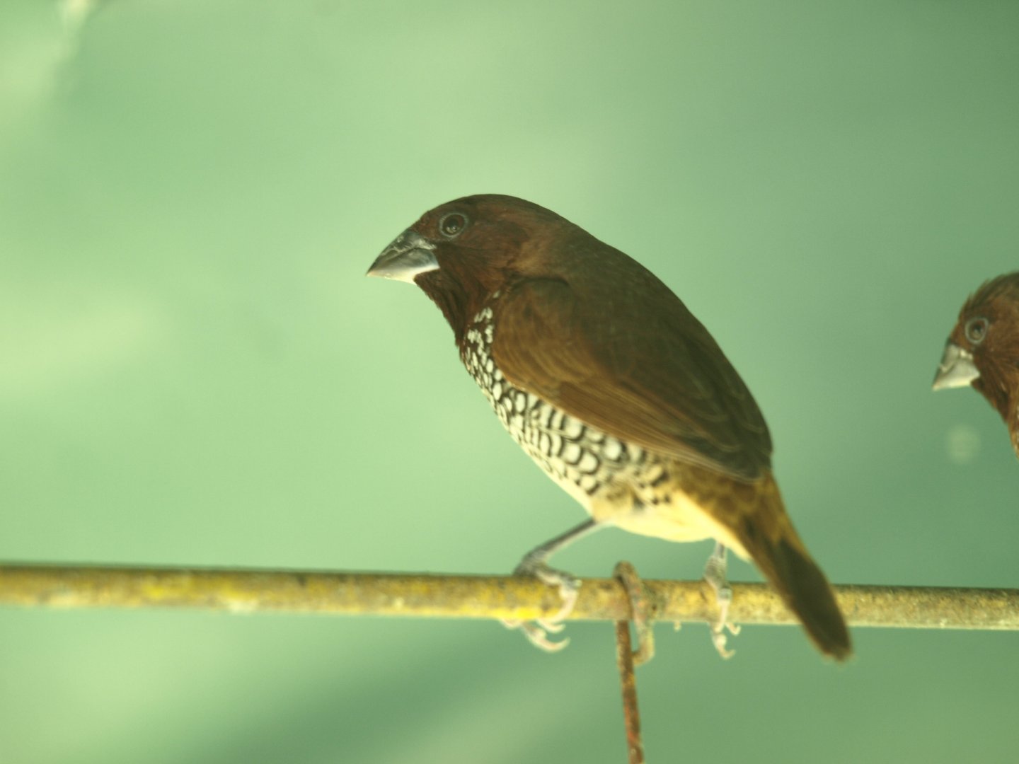Scaly-breasted munia - Lalazar Wildlife Park 8/7/2018