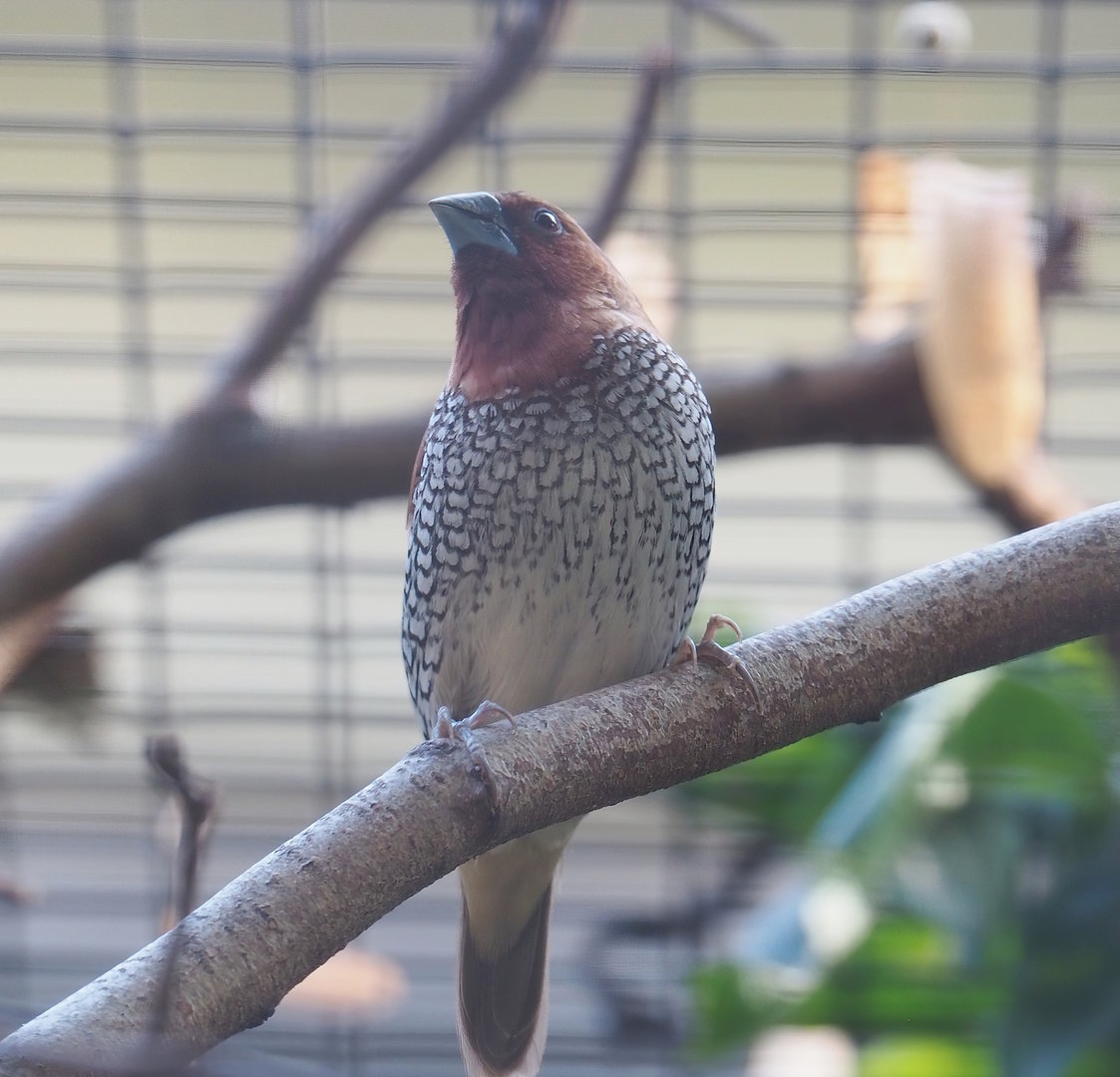 Scaly-breasted munia (Lonchura punctulata), 2022-09-04