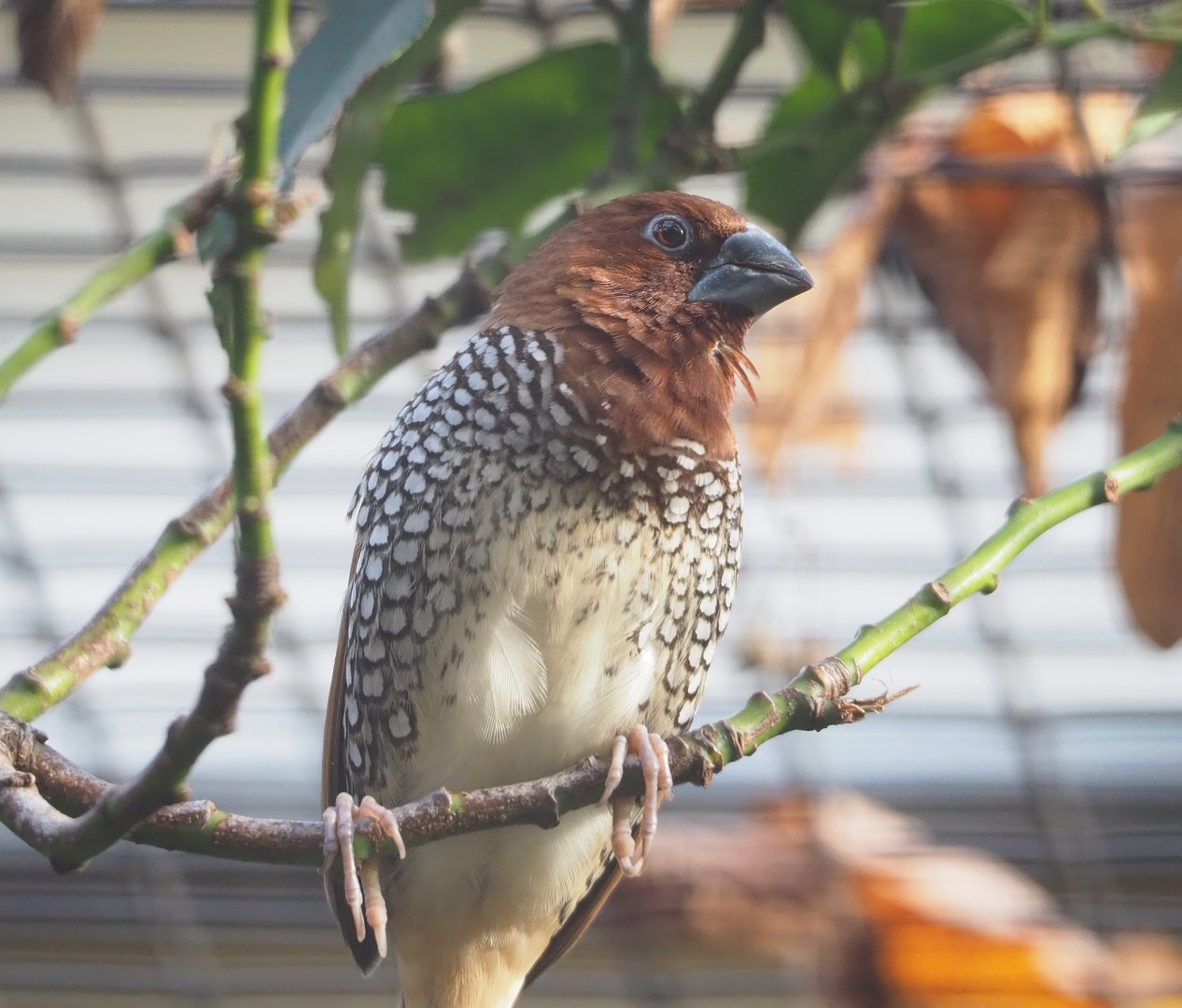 Scaly-breasted munia (Lonchura punctulata), 2022-10-29