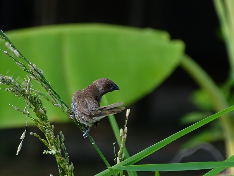 Scaly-breasted munia (Lonchura punctulata topela)