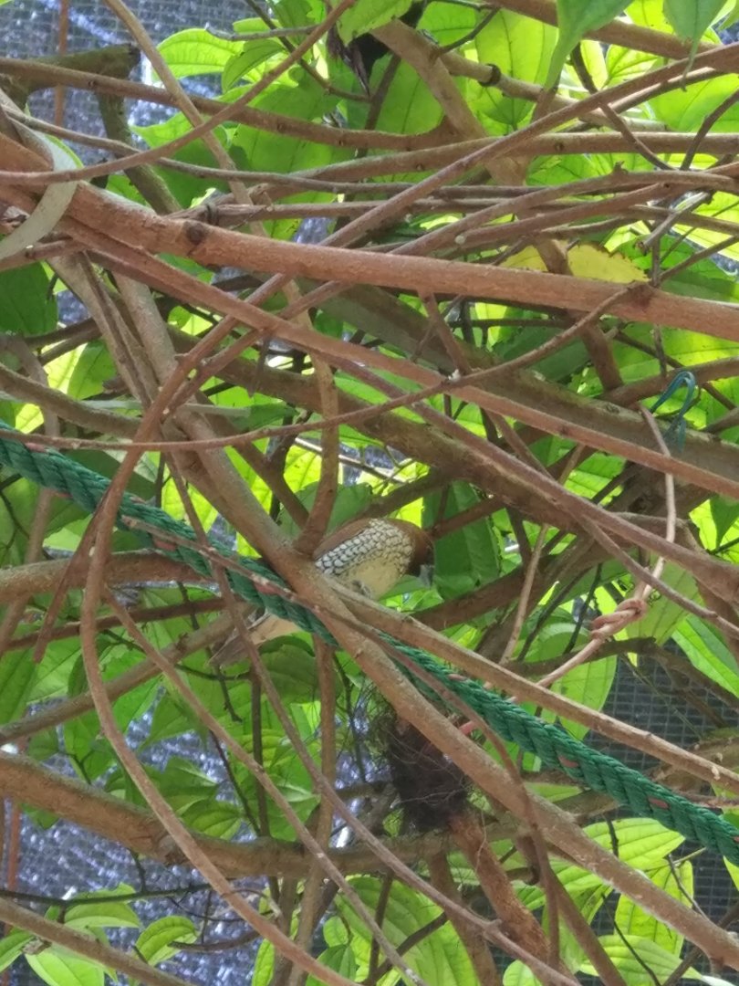 Scaly-breasted Munia