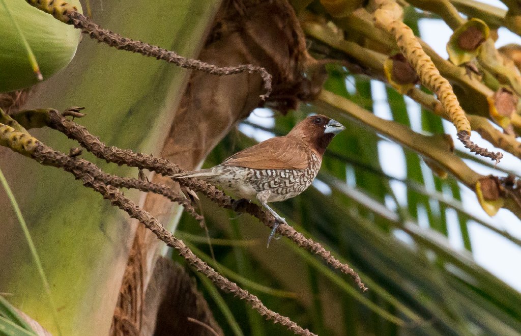 Scaly-breasted Munia