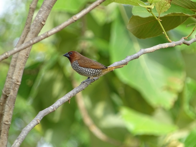 Scaly-breasted munia