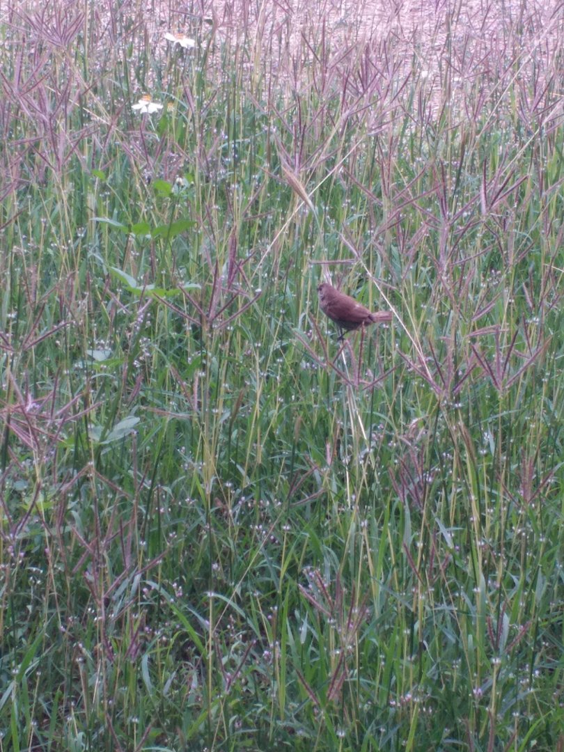 Scaly breasted munia