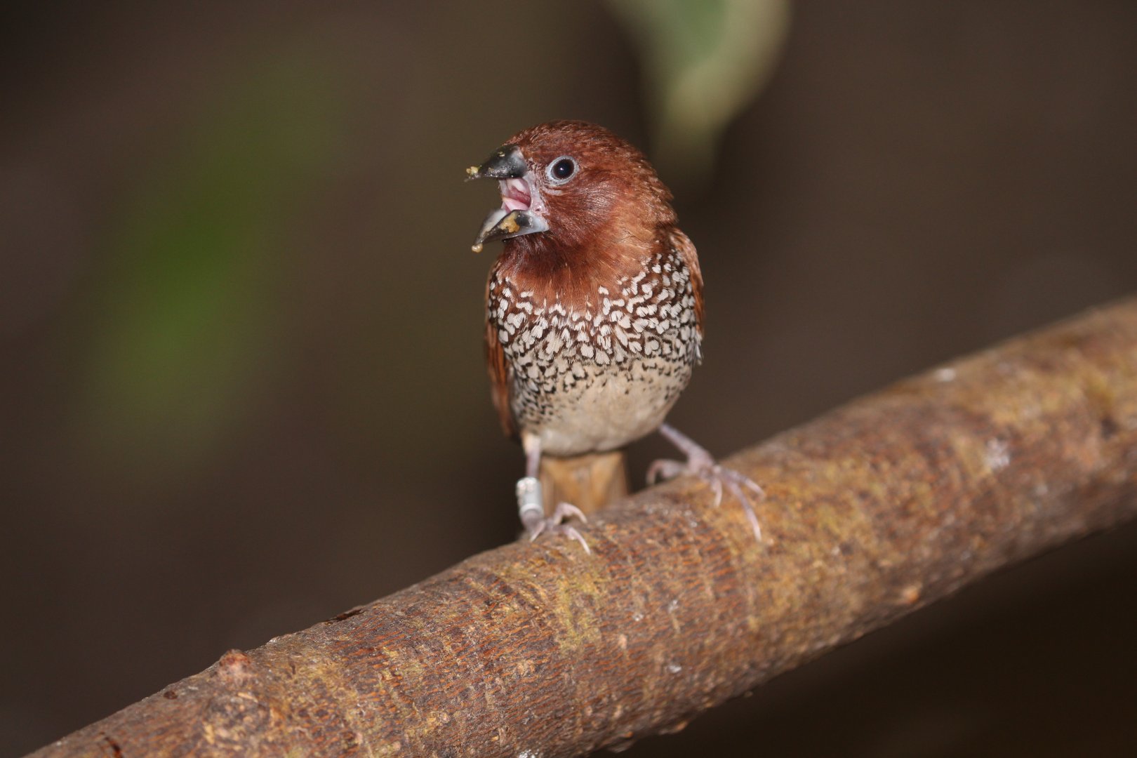 Scaly-breasted Munia
