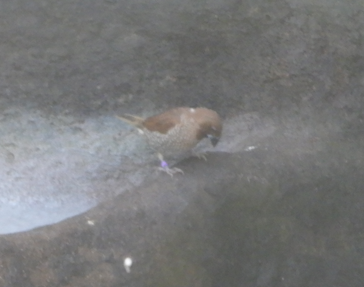 Scaly-Breasted Munia