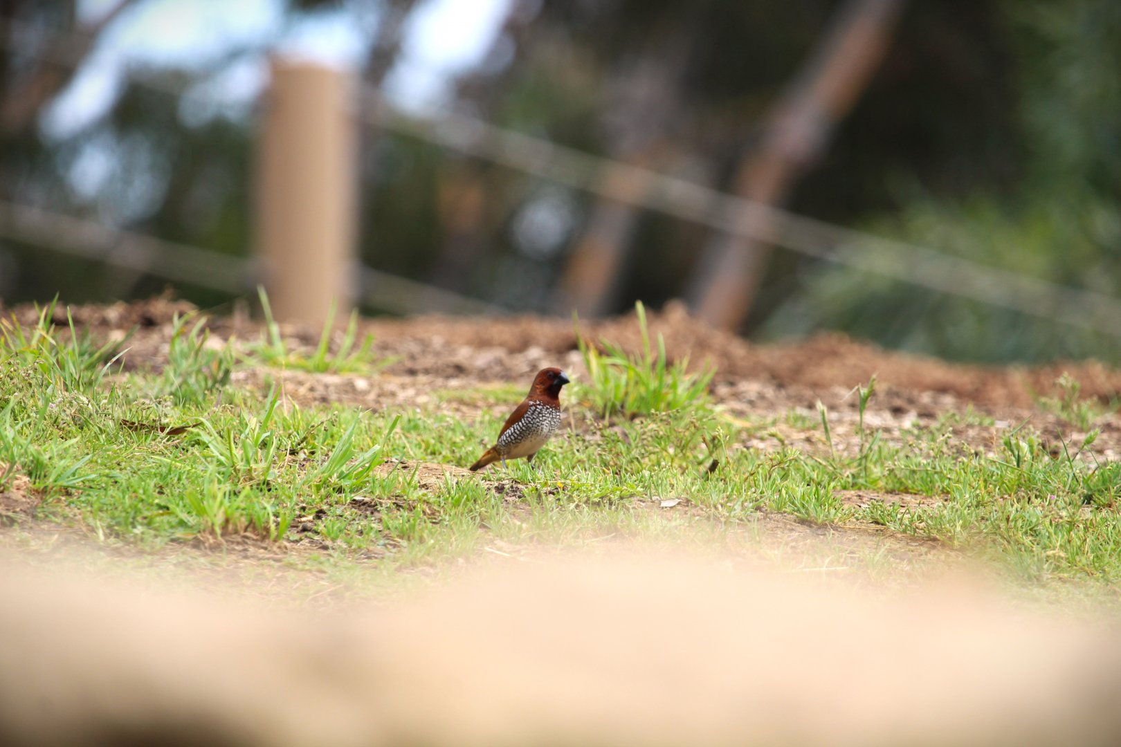 Scaly-breasted Munia