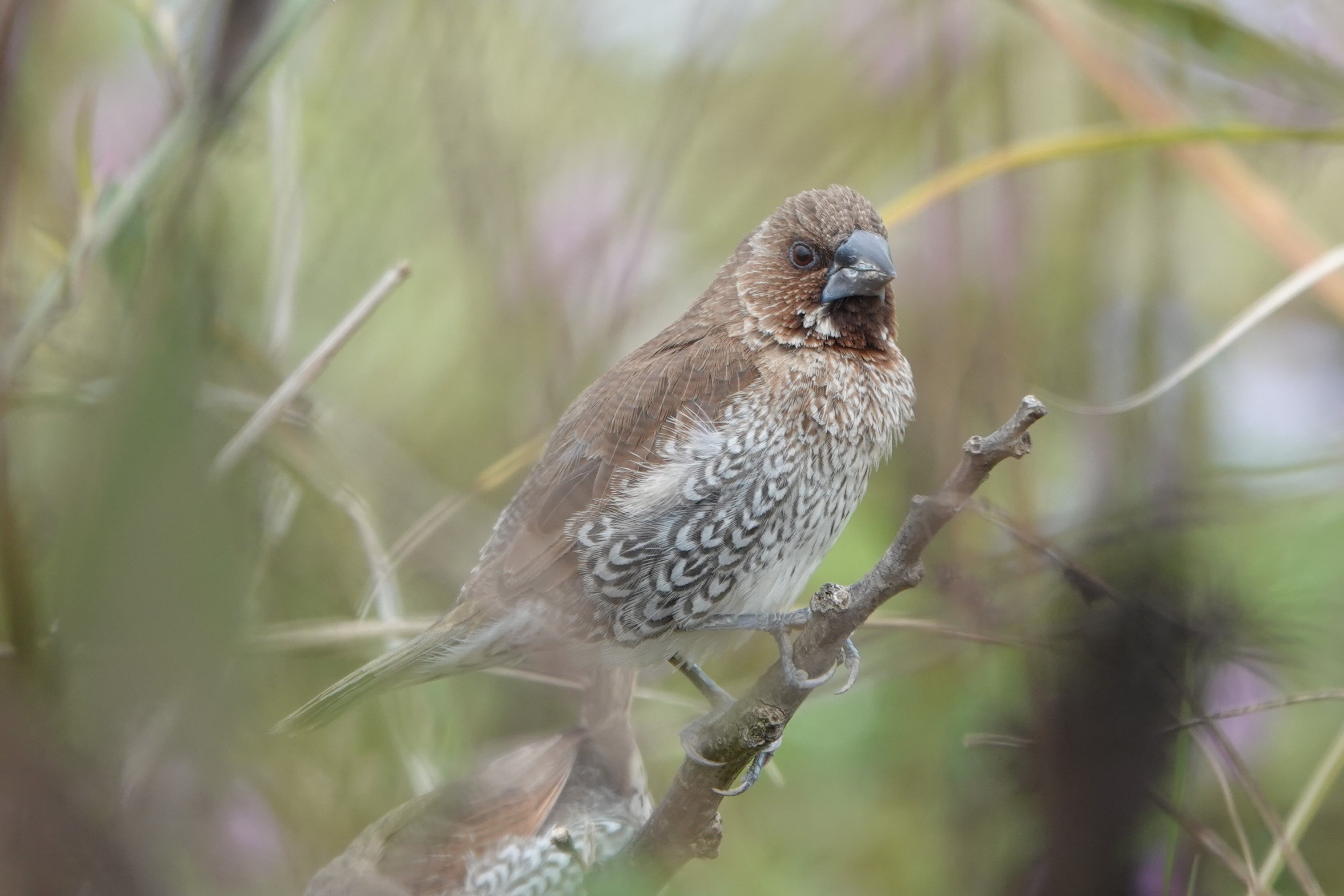 Scaly-breasted Munia