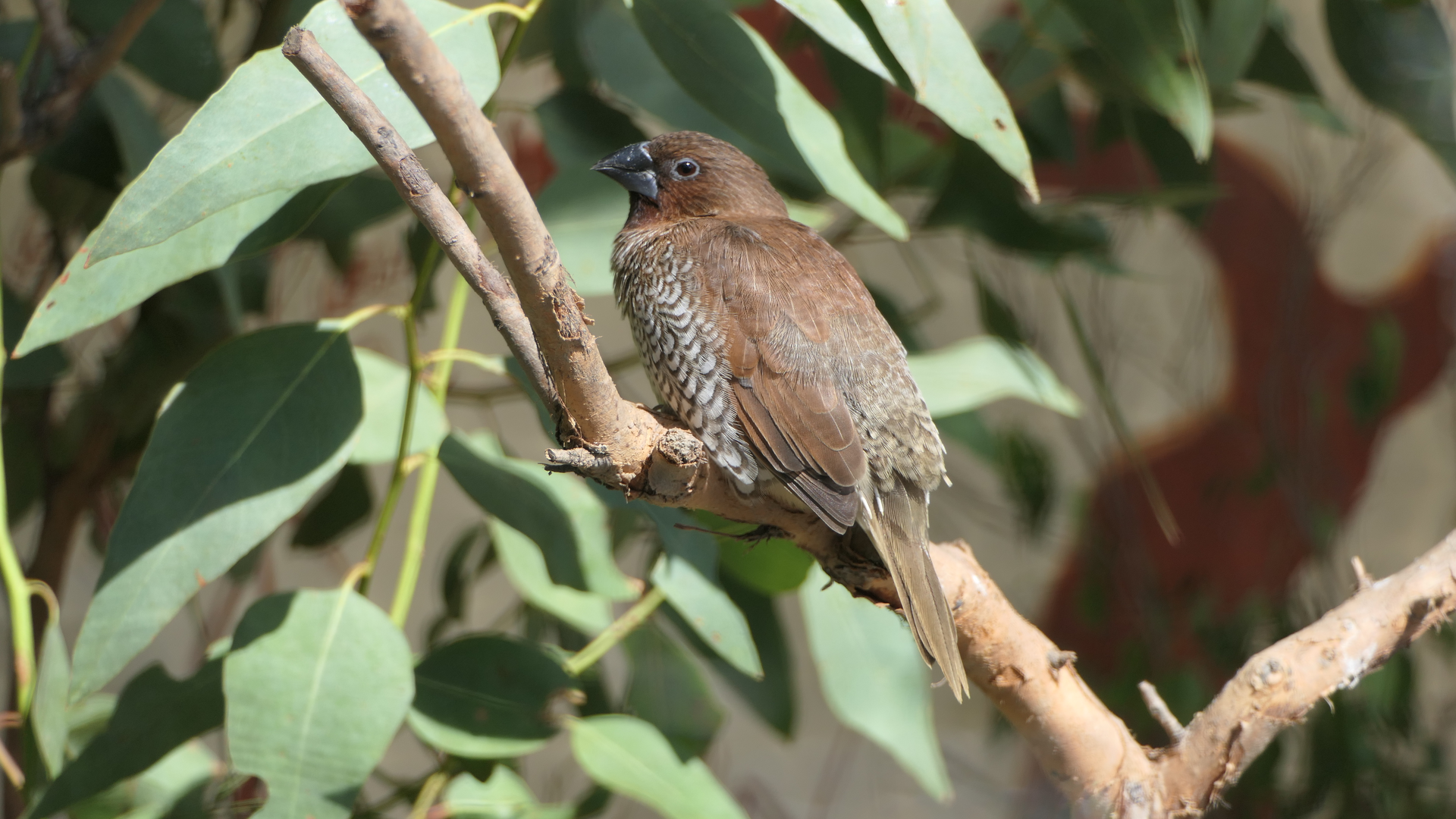 Scaly-breasted Munia