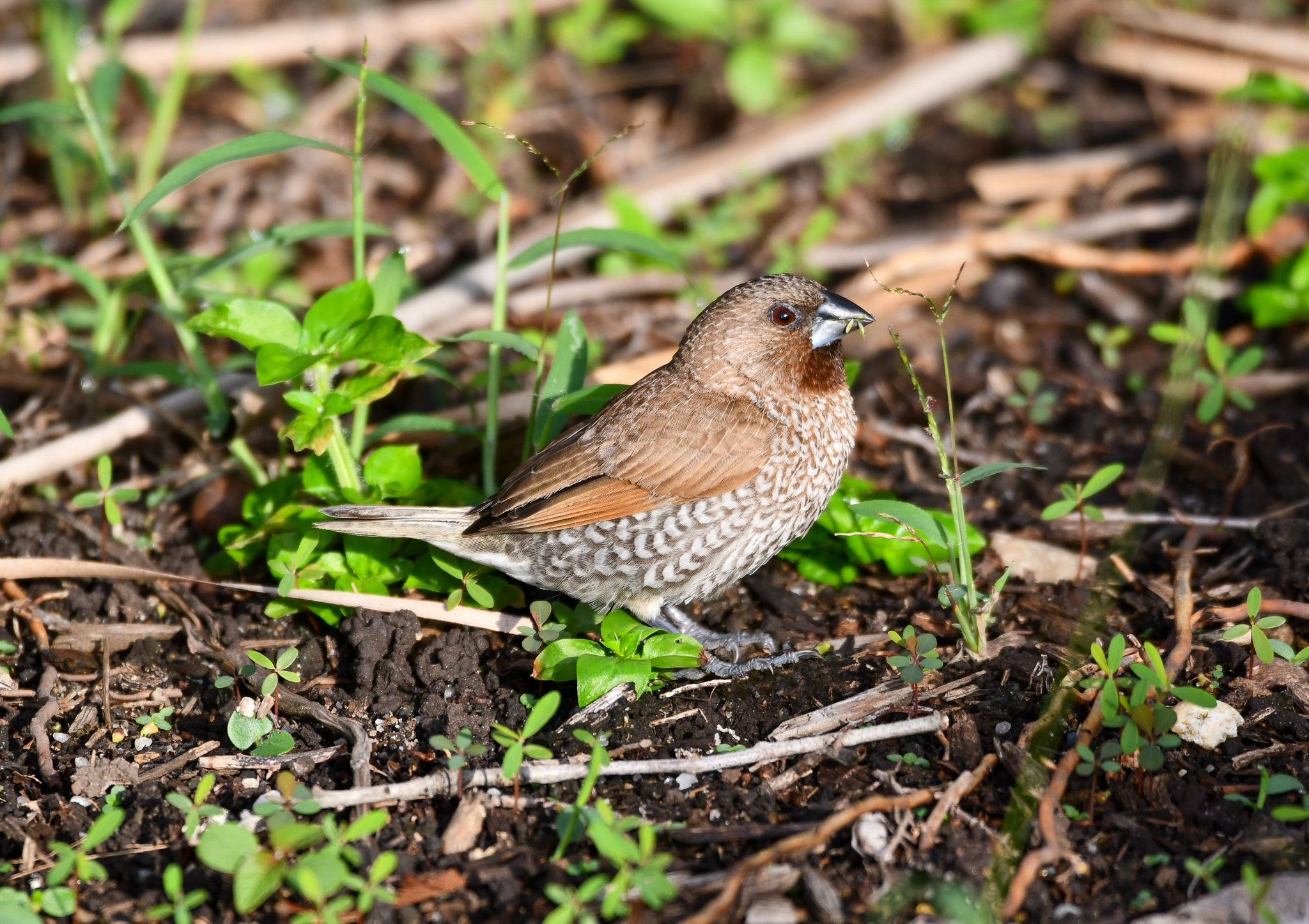 Scaly-breasted Munia
