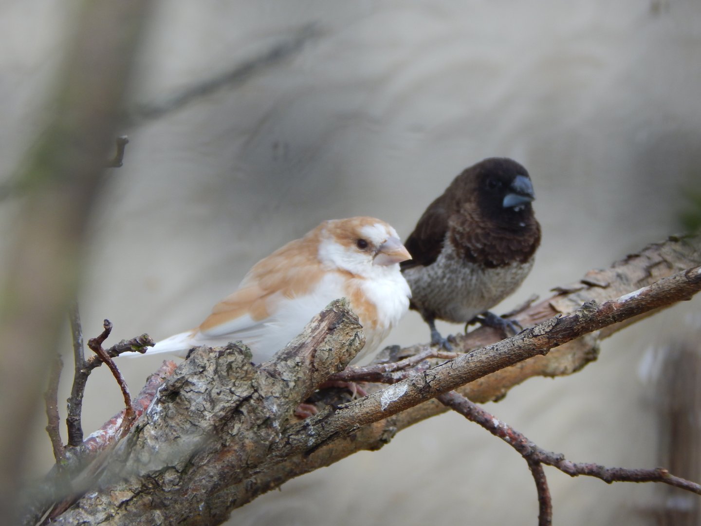 Scaly-breasted munias 030821