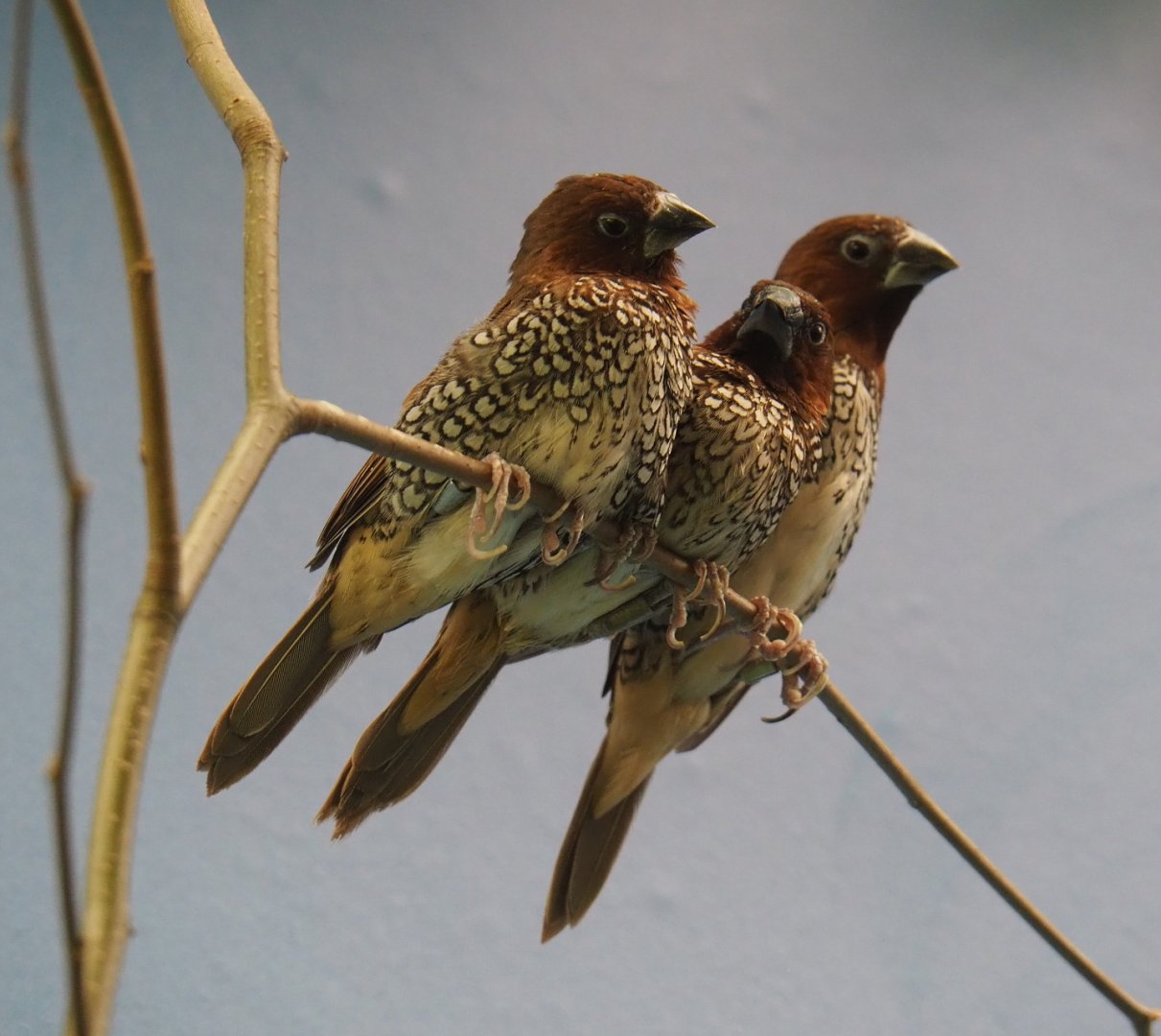 Scaly-breasted munias (Lonchura punctulata), 2019-04-20