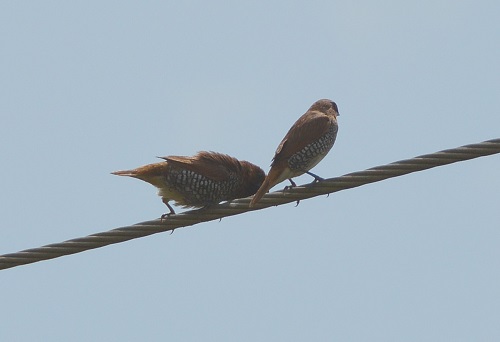 Scaly-breasted Munias