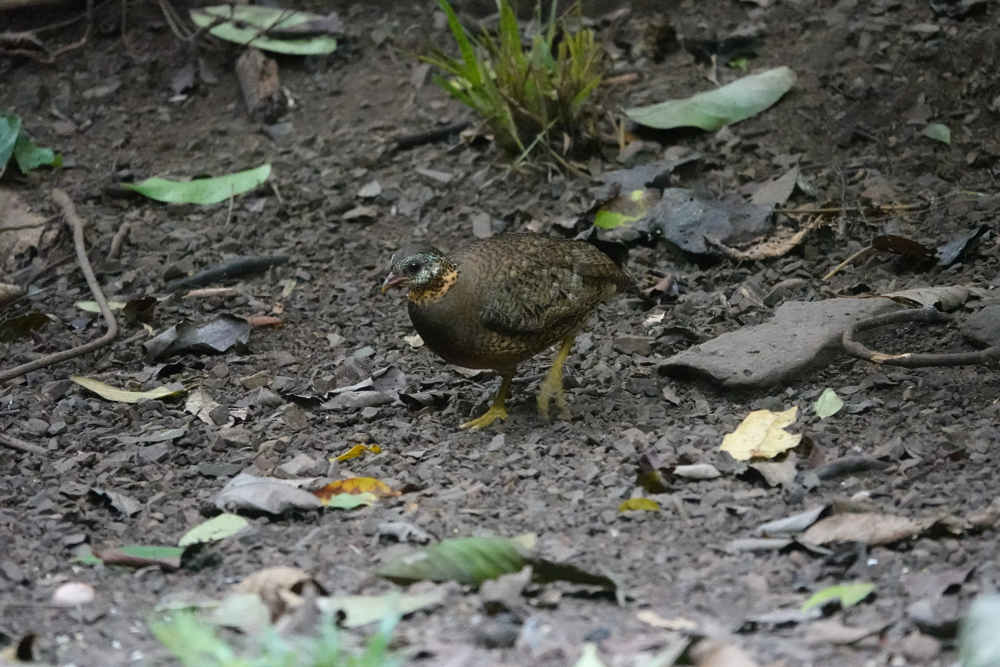 Scaly-breasted Partridge