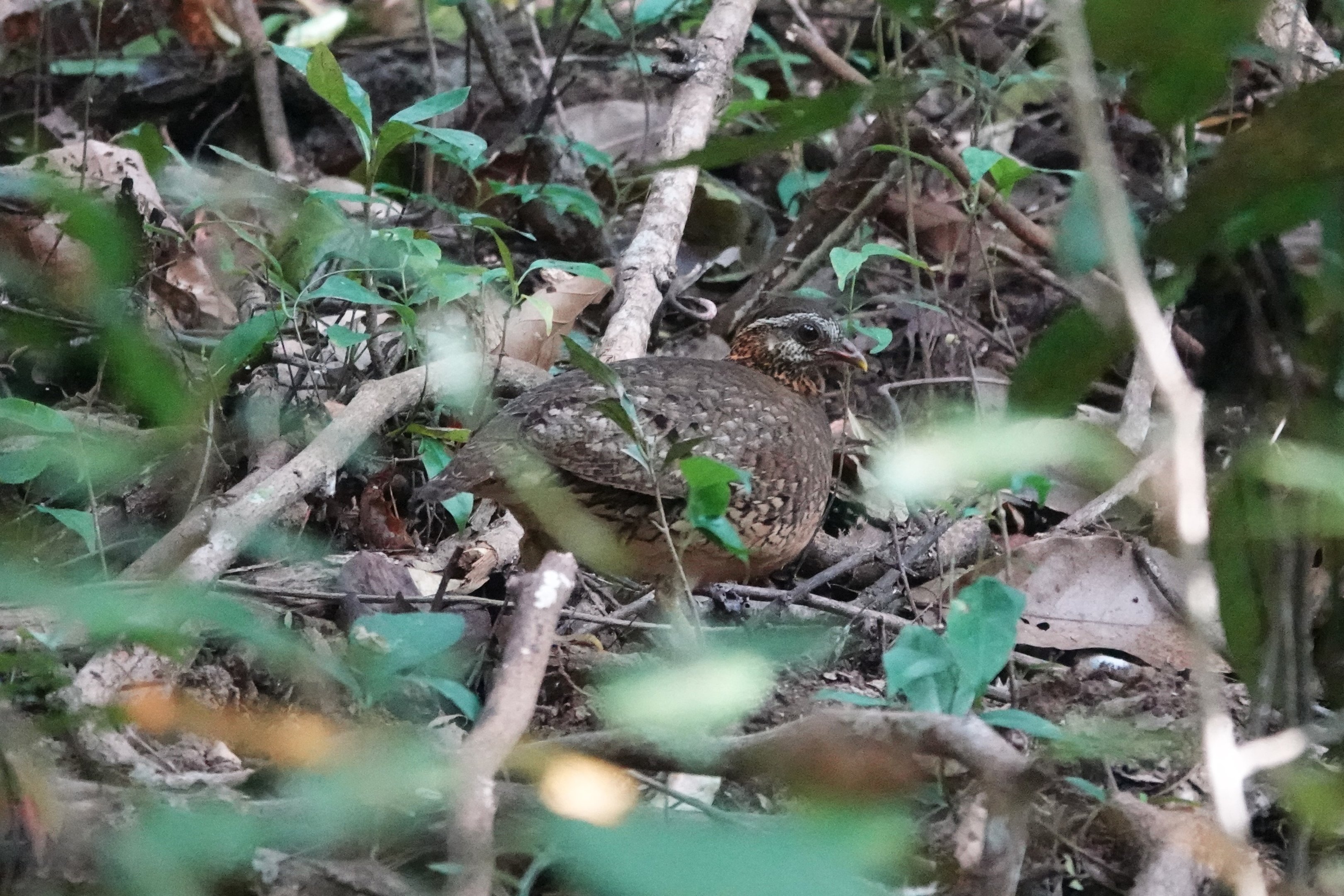 Scaly-breasted Partridge