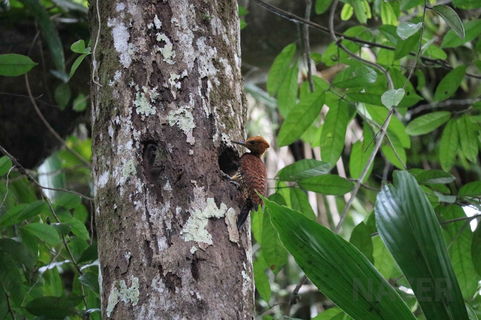 Scaly-breasted woodpecker, Peruvian Amazon, May 2016