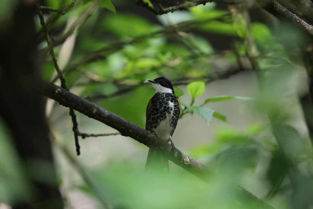 Scaly-breated Bulbul