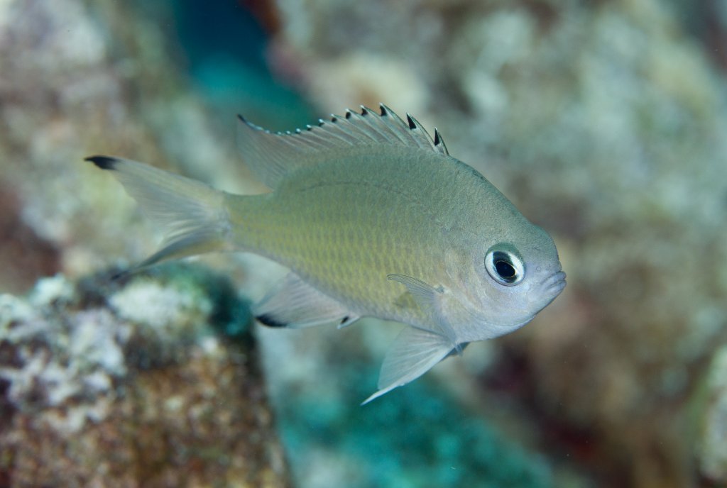 Scaly Chromis