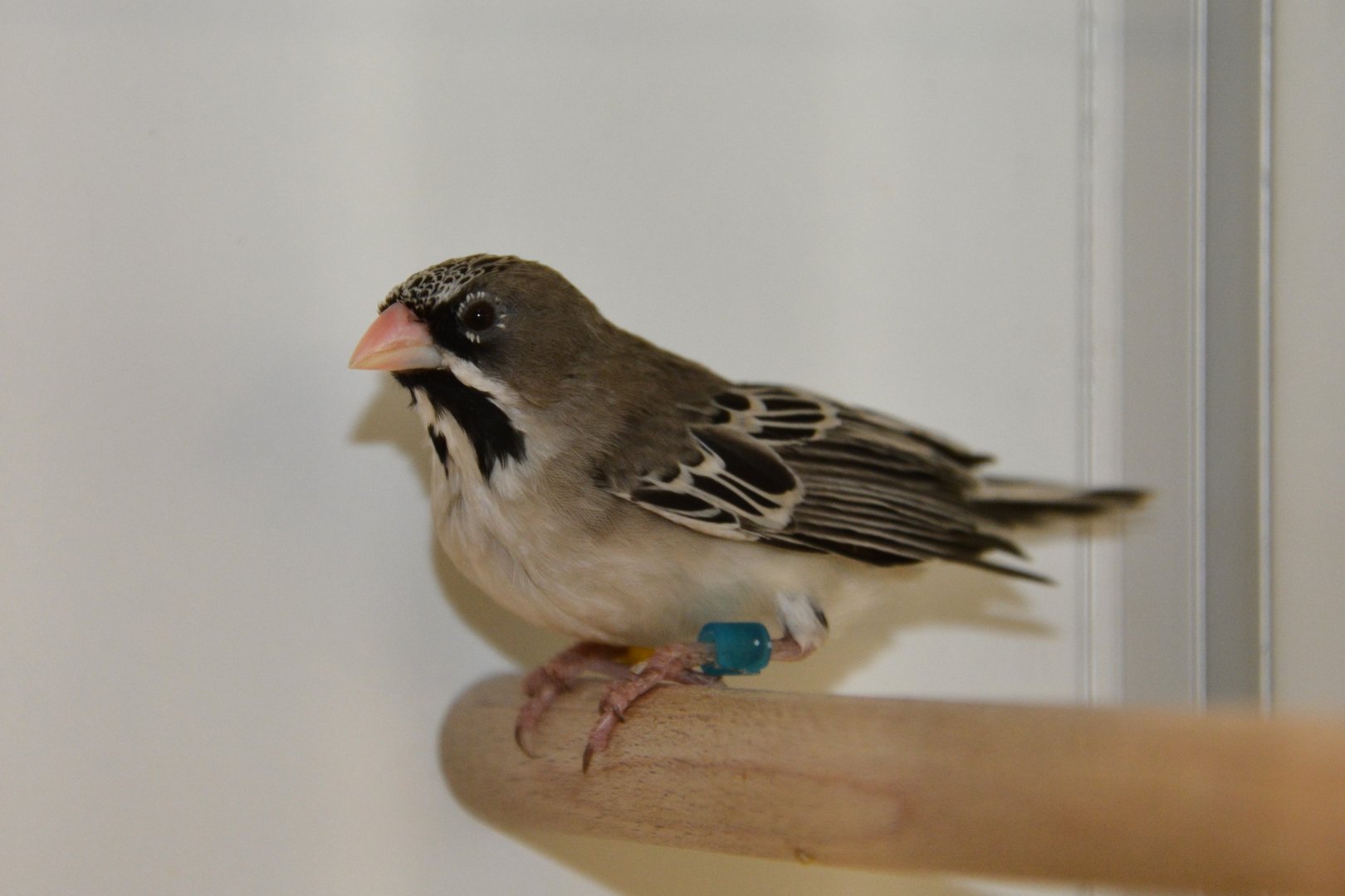 Scaly-feathered weaver (Sporopipes squamifrons)