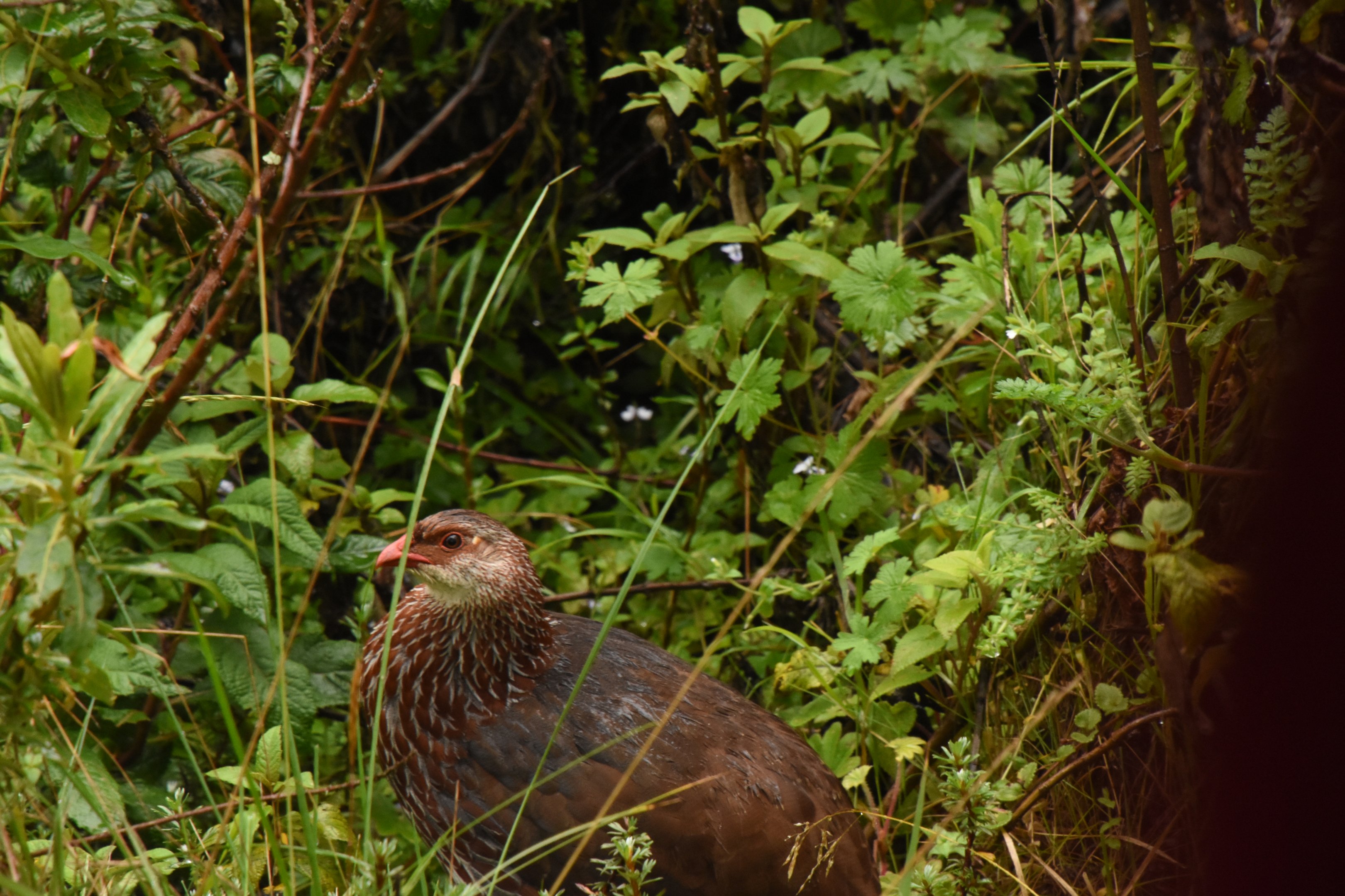 Scaly francolin