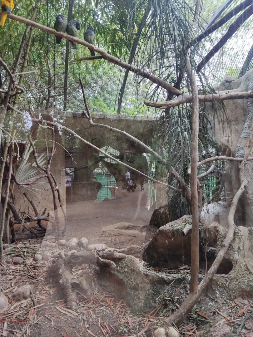 Scaly-headed Parrot, Golden Parakeet