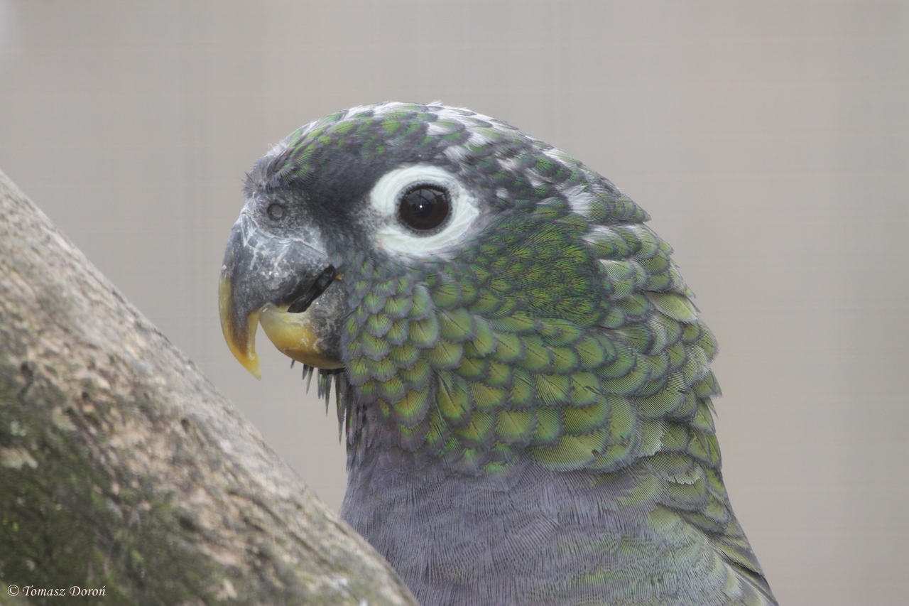 Scaly-headed Parrot (Pionus maximiliani) portrait