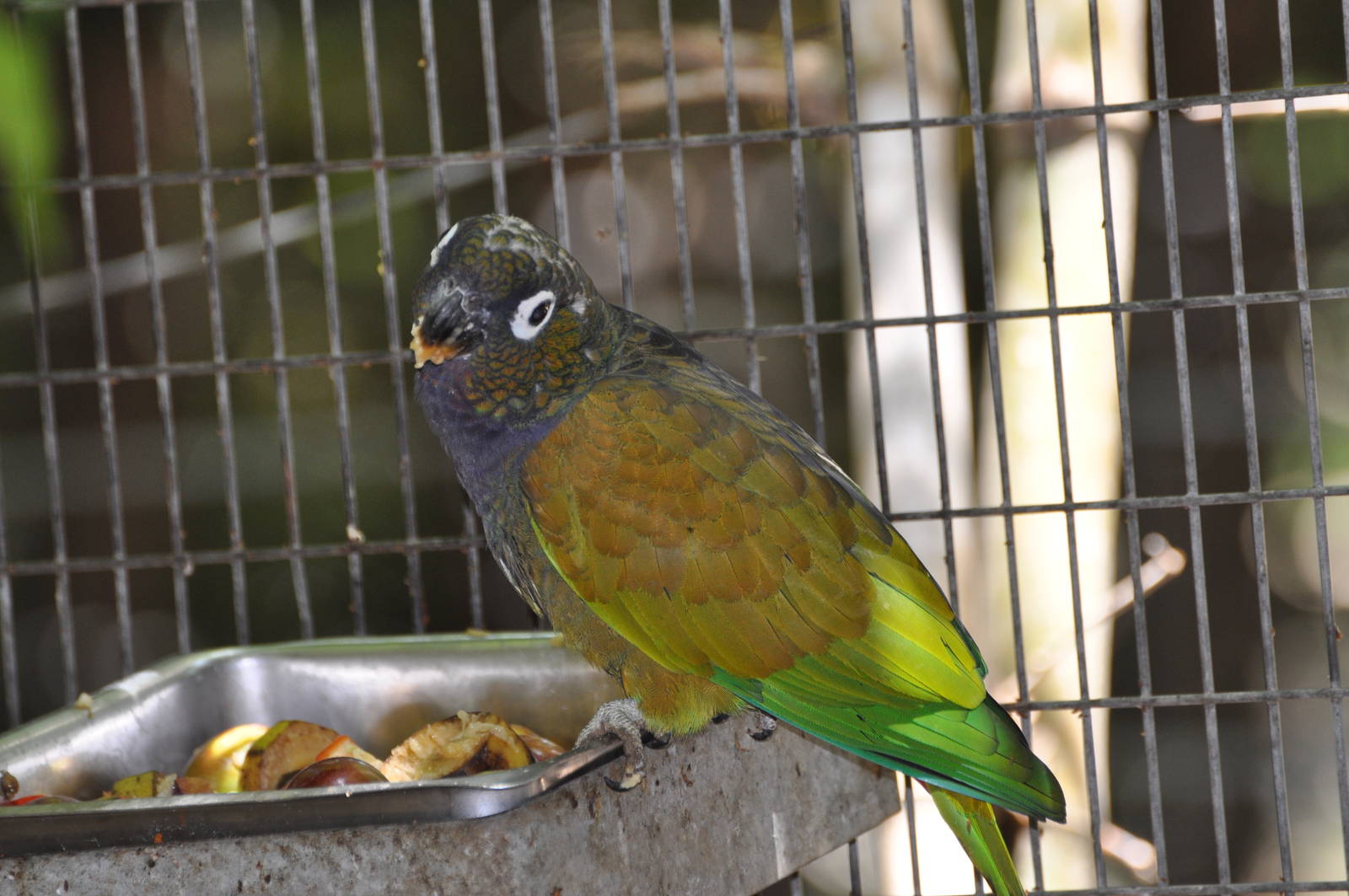Scaly-headed parrot  / Pionus maximiliani