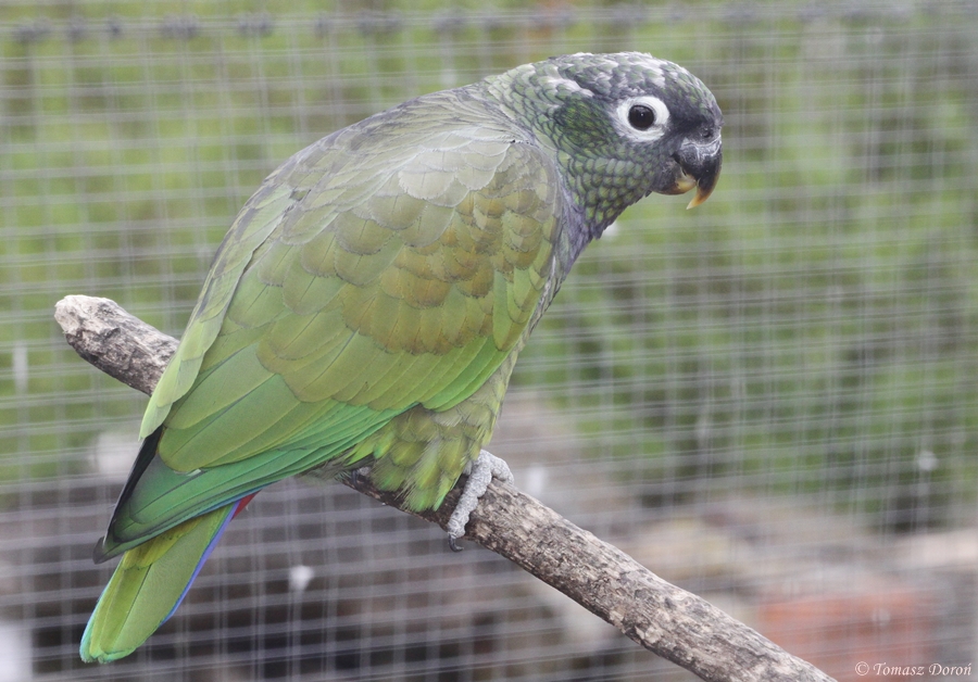 Scaly-headed Parrot (Pionus maximiliani)