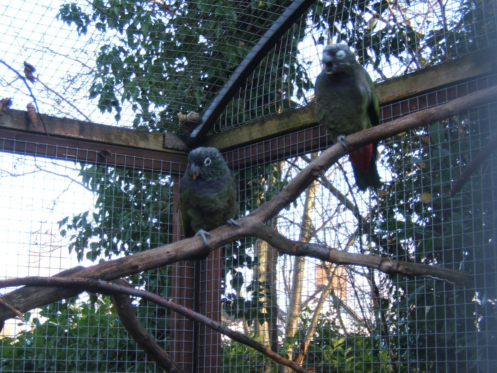 Scaly-headed Parrot (Pionus maximiliani)