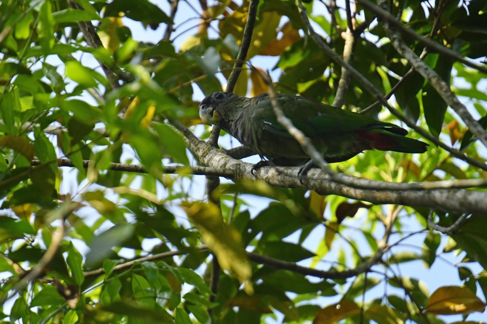 Scaly-headed Parrot (Pionus maximiliani)