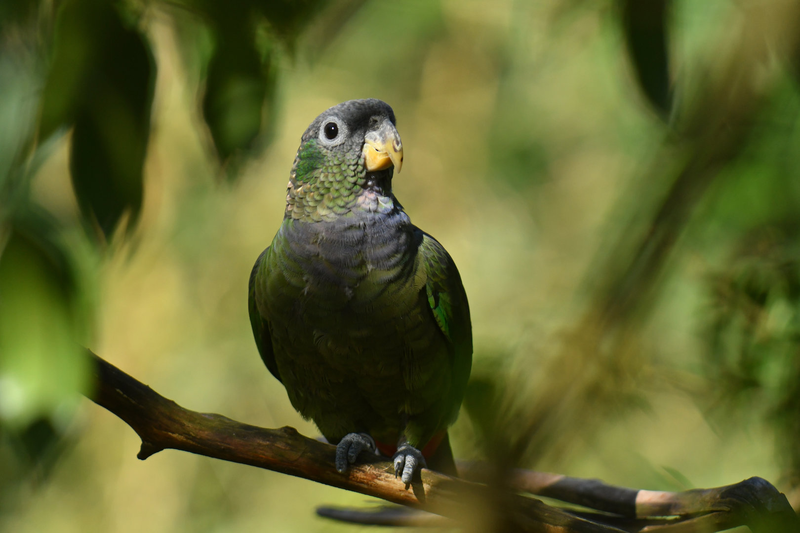 Scaly-headed Parrot Pionus maximiliani