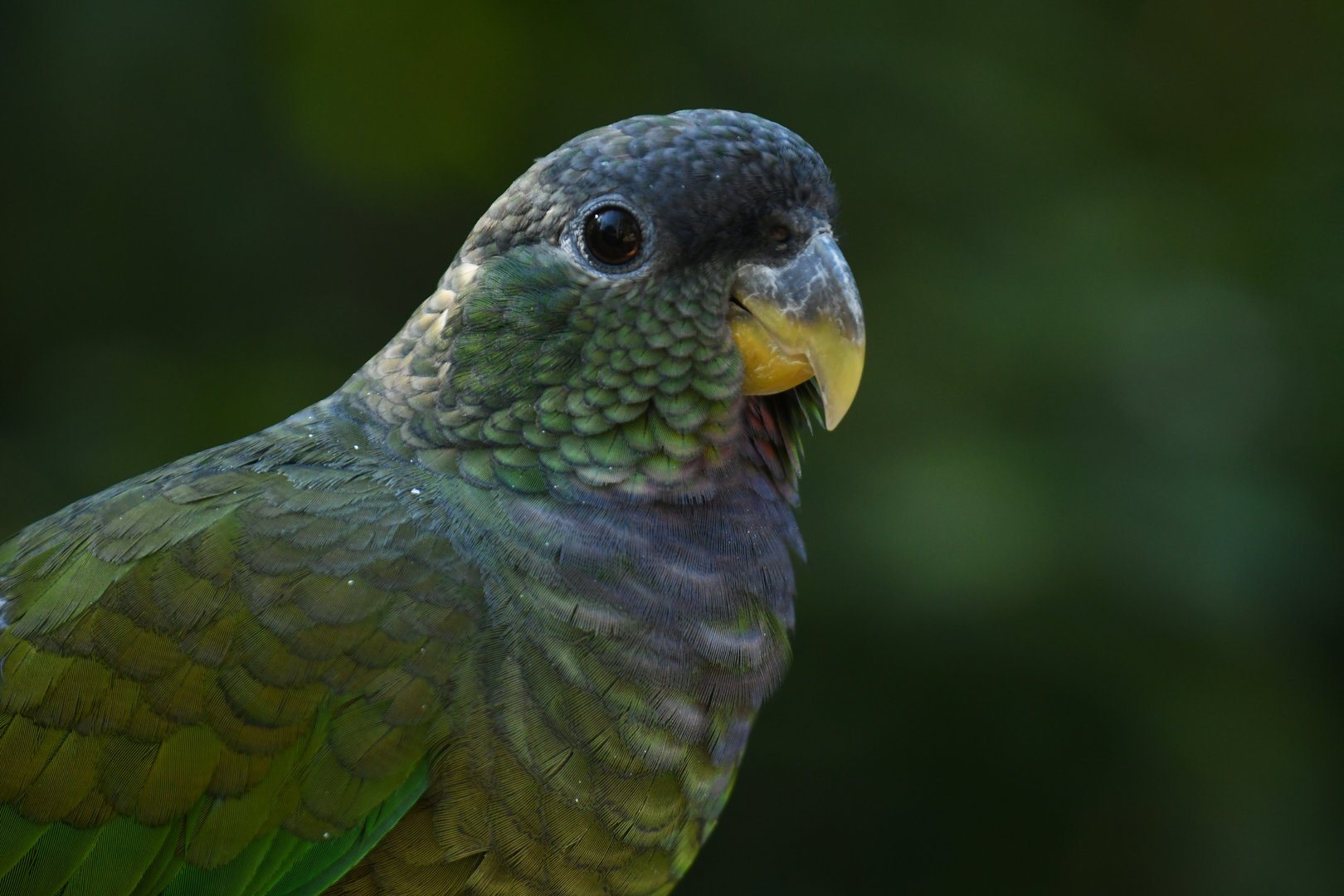 Scaly-headed Parrot Pionus maximiliani