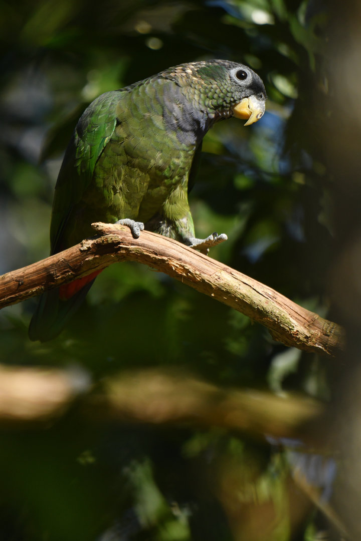 Scaly-headed Parrot Pionus maximiliani