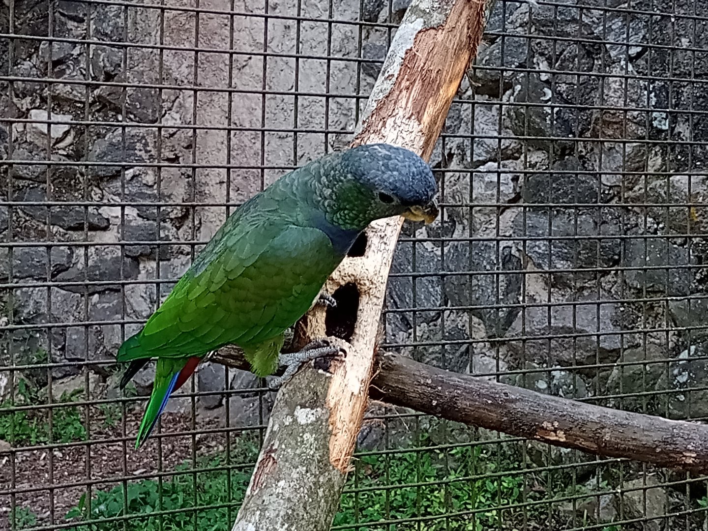 Scaly headed parrot