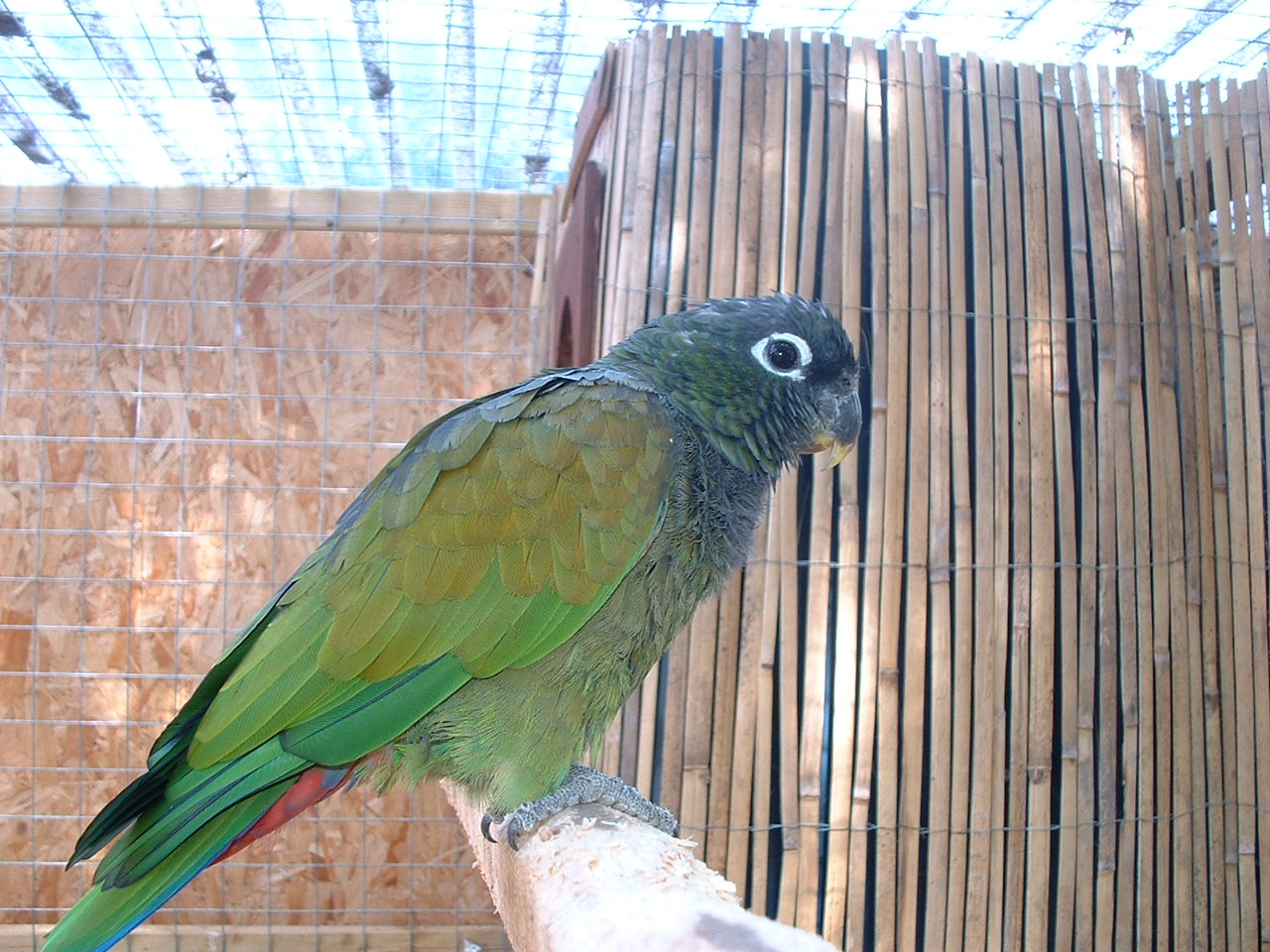 Scaly-headed Pionus Parrot - Earnley Butterflies, Birds and Beasts - Nr Chi
