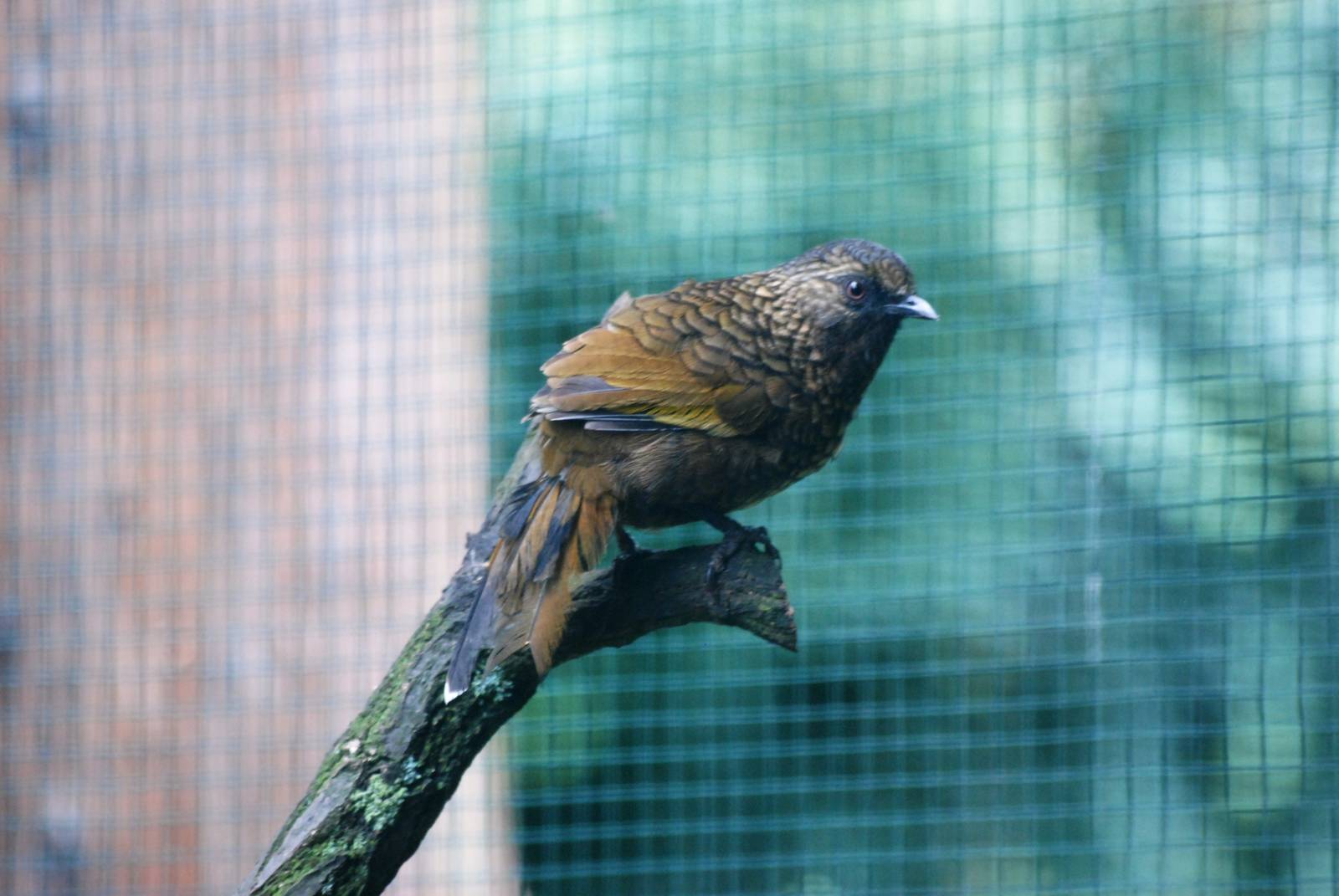 Scaly Laughing-Thrush at Pilsen, 01/09/12