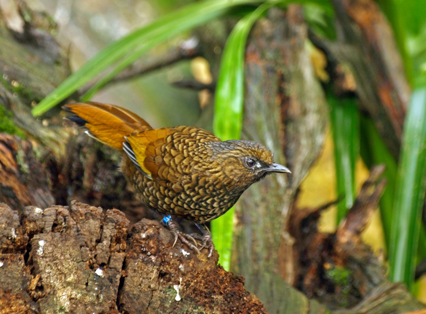 Scaly Laughing thrush