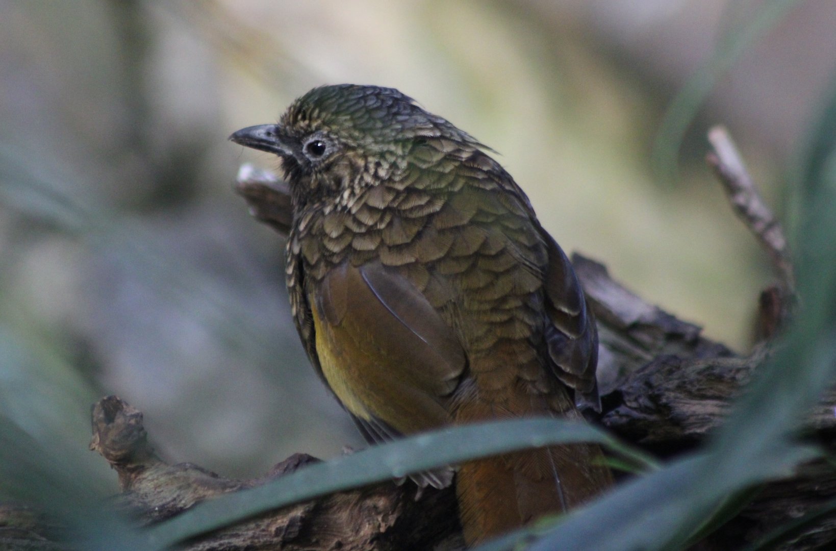 Scaly laughing-thrush