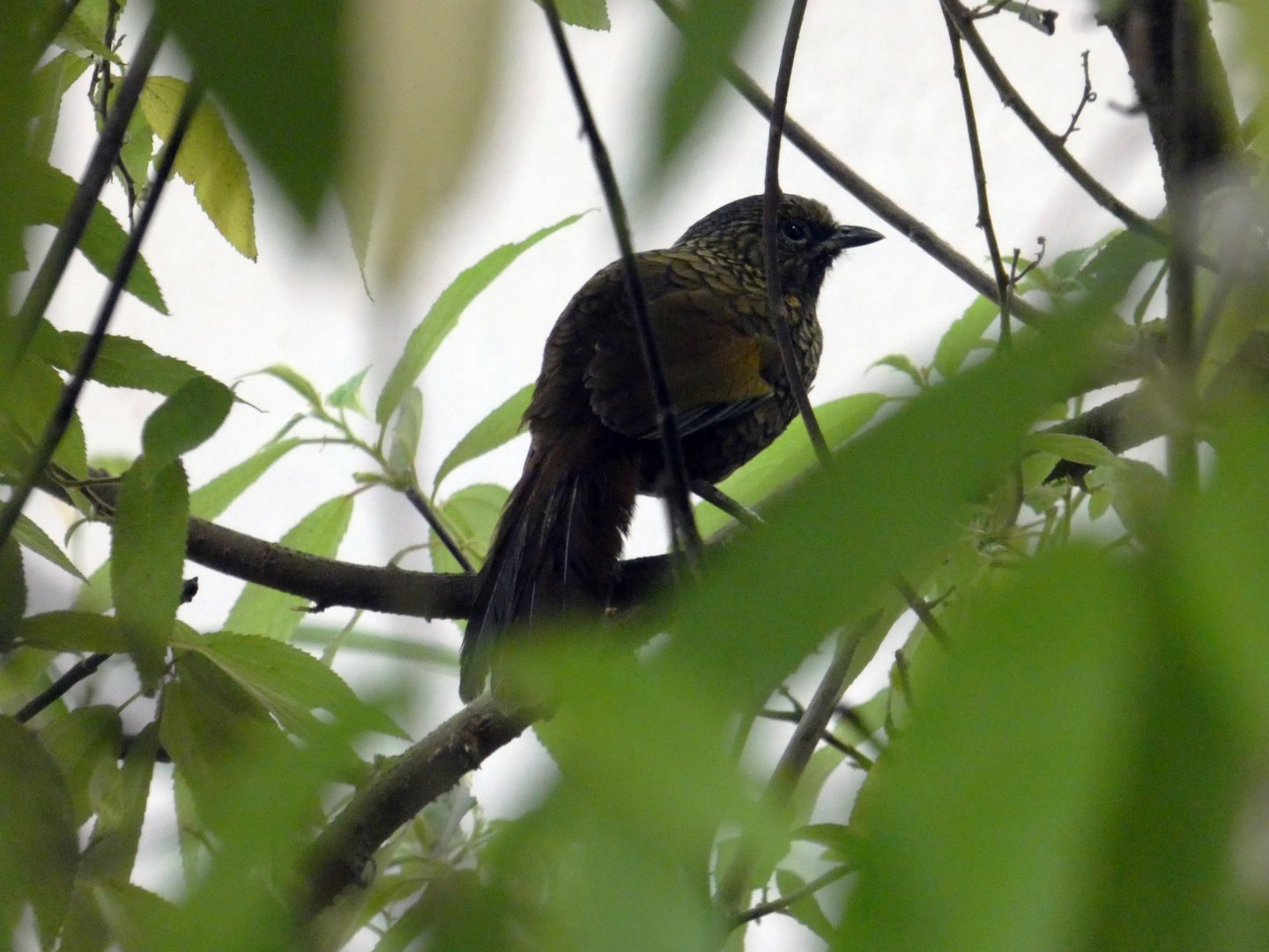 Scaly laughing-thrush
