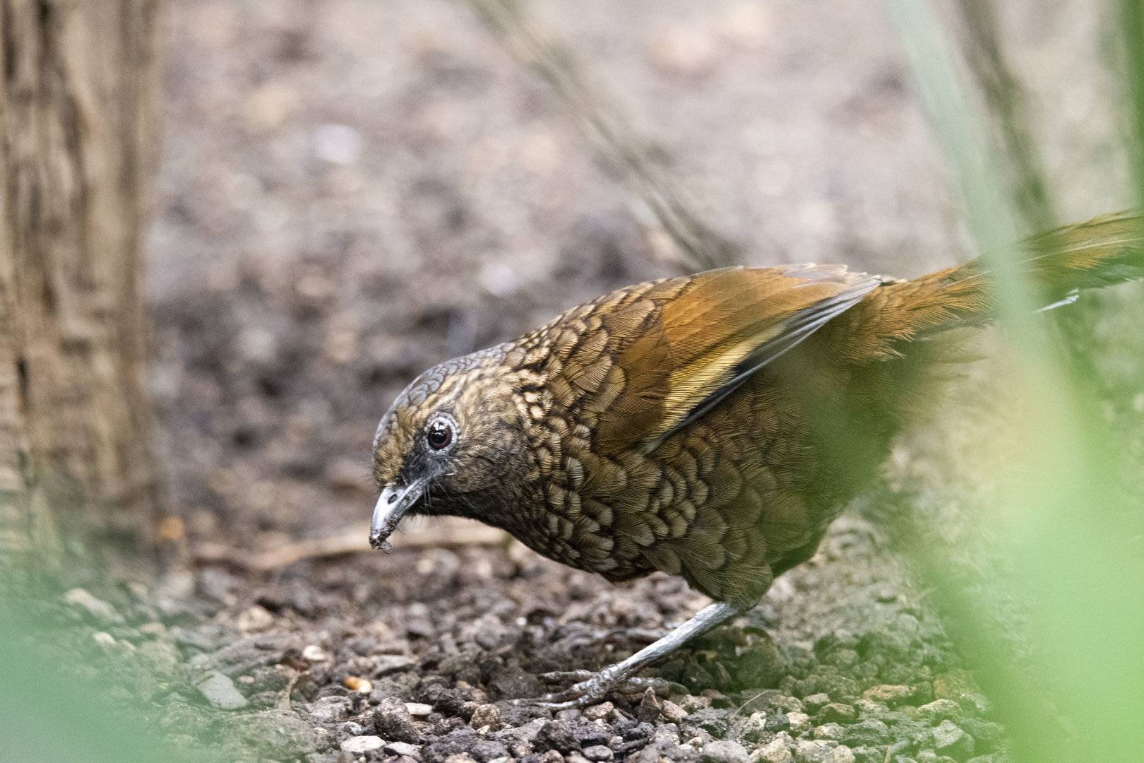Scaly laughingthrush (Trochalopteron subunicolor)